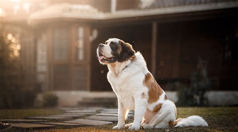 看傢什麼狗最好圖片：探索家養犬種的視覺盛宴與選擇智慧