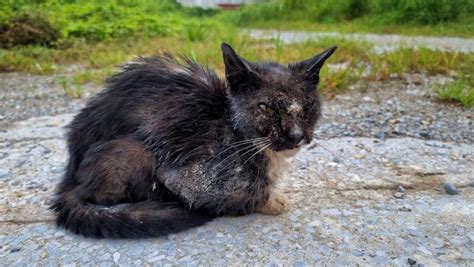 猫咪眼睛貓癬怎麼辦，貓咪眼睛貓癬與貓咪皮膚健康息息相關